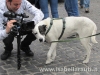 No alla strage dei cani in Ucraina - 7534